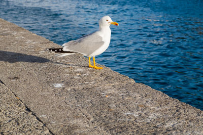Seagull perching on pier