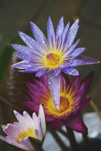 Close-up of yellow flower