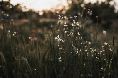 Close-up of flowering plants on field