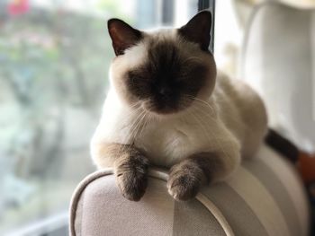 Kitten sitting outdoors