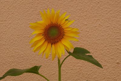 Close-up of sunflower