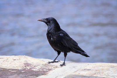 Close-up of bird perching on rock