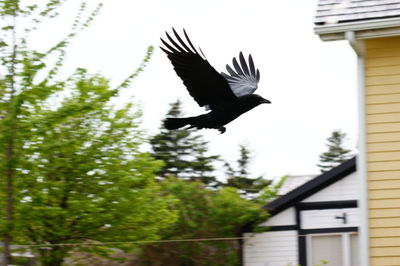 Low angle view of birds flying in sky