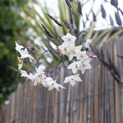 Close-up of white flowers on tree