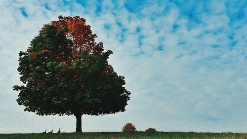 Low angle view of trees on field against cloudy sky