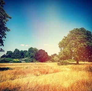 Scenic view of grassy field against blue sky