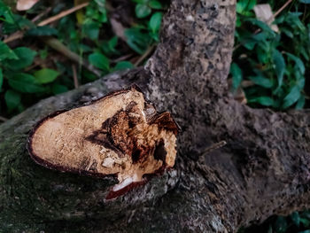 Close-up of mushroom growing on tree trunk