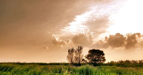 Trees on grassy field