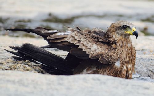 Close-up of eagle