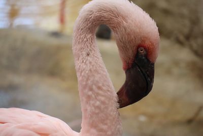 Close-up of a bird