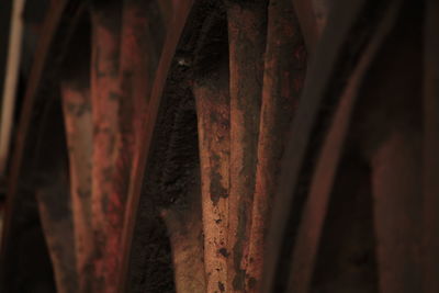 Close-up view of leaf