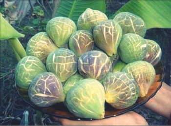Close-up of vegetables