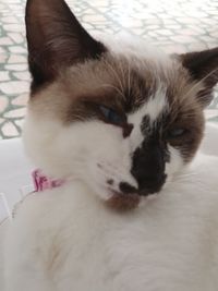 Close-up of a cat lying on bed