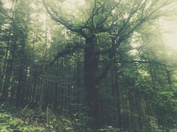 Trees in forest