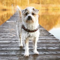 Portrait of dog standing on footpath