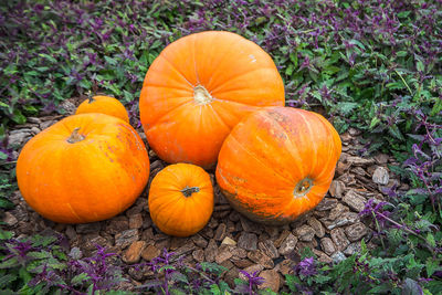 Close-up of pumpkins on field