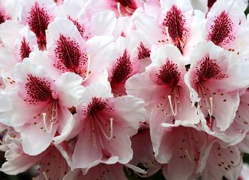 Close-up of pink flowers growing on plant