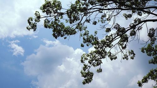 Low angle view of tree against sky