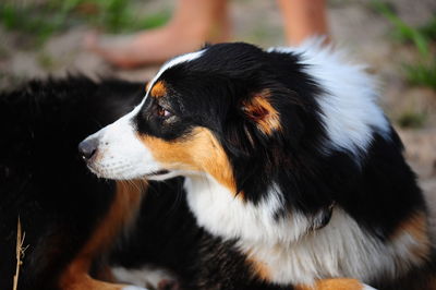 Close-up of dog looking away