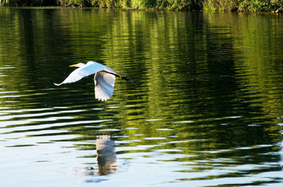 Swan flying over lake
