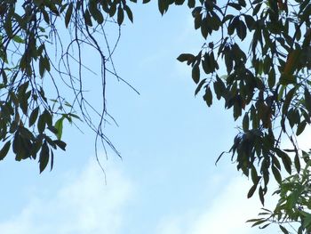 Low angle view of tree branch against sky