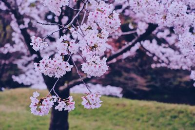 Close-up of pink cherry blossoms in spring
