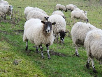 Sheep grazing on field