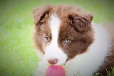 Close-up portrait of dog