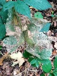 High angle view of leaves on land