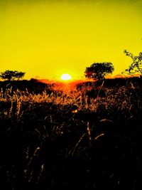 Silhouette trees on field at night