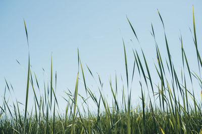 Close-up of grass on field against clear sky