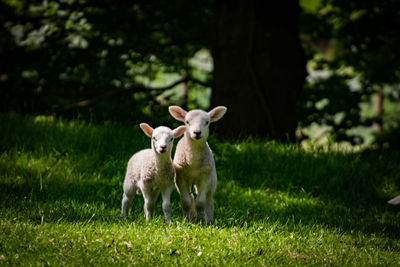 Sheep in a field