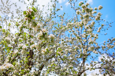 Apple tree with blooming flowers
