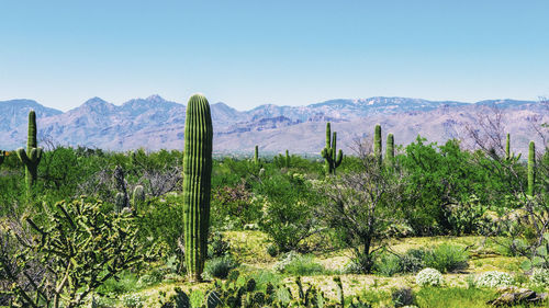 View of trees on landscape against sky