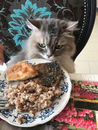 Close-up of cat in plate