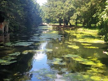 Scenic view of lake in forest