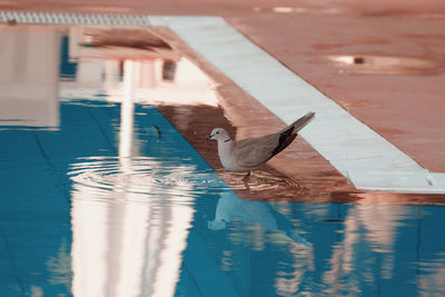 View of bird swimming in pool