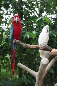 View of parrot perching on branch