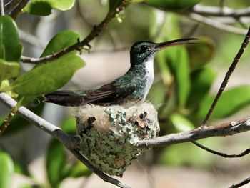 Close-up of bird perching on branch