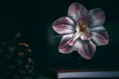 Close-up of flower in vase