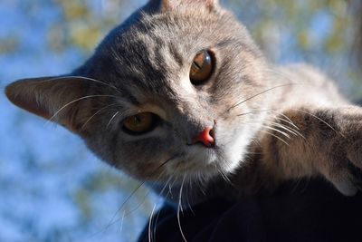 Close-up portrait of cat