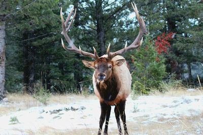 Portrait of deer standing in forest