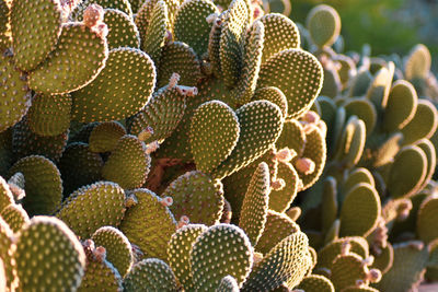 Close-up of succulent plant