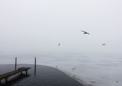 Birds flying over sea against sky