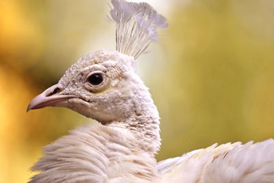 Close-up of a bird