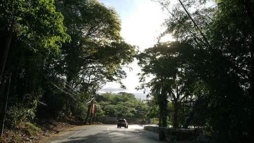 Rear view of woman walking on road amidst trees