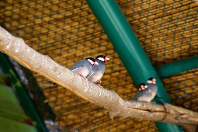 Close-up of bird perching on metal