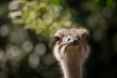 Close-up portrait of a bird