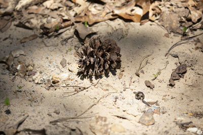 High angle view of dry flower on field