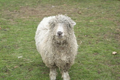 Portrait of sheep on field